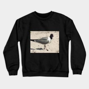 Beautiful photograph of a funny seagull Crewneck Sweatshirt